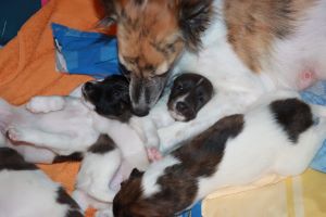 Langhaar Whippets Wiesenflitzer Welpen