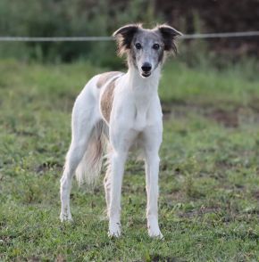 Longhaired Whippet Alvy-Wiesenflitzer