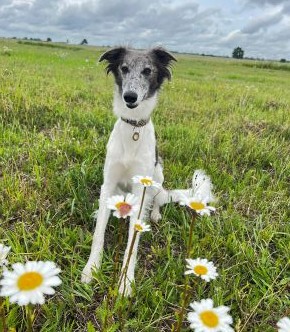 Langhaar Whippets Wurfplanung
