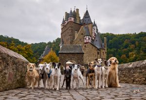 Langhaar Whippet Zucht