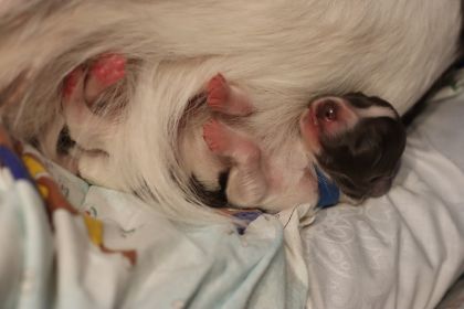 Langhaar Whippet Zucht