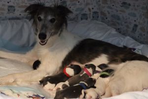 Langhar Whippet Welpen