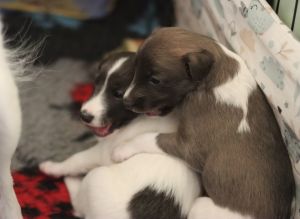 Langhar Whippet Welpen