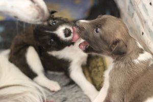 Langhar Whippet Welpen