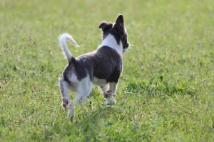 Langhaar Whippets/Longhairedwhippet