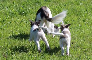 Langhaar Whippets/Longhairedwhippet