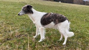 Langhaar Whippet