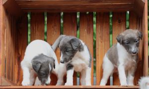 Langhar Whippet Welpen
