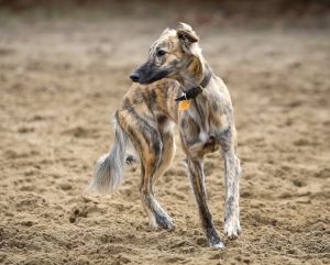 Wiesenflitzer Bezaubernder Fiete