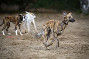 Langhaar Whippet Wiesenflitzer