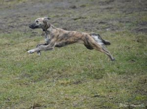 Longhaired Whippet