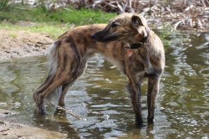 Wiesenflitzer Bezaubernder Fiete