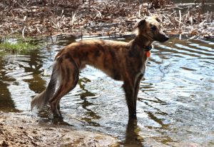 Langhaar Whippet Wiesenflitzer