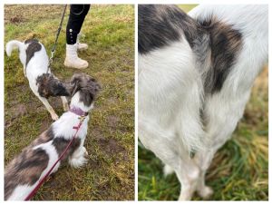 Langhaar Whippet Welpen April 26