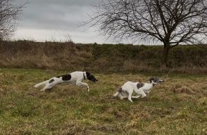 Langhaar Whippet Welpen April 26