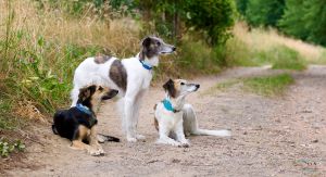 Langhaar Whippets Wurfplanung