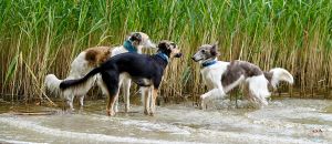 Langhaar Whippets Wiesenflitzer