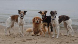 Longhaired Whippet Alvy-Wiesenflitzer