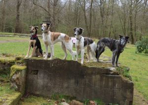 Langhaar Whippet Zucht