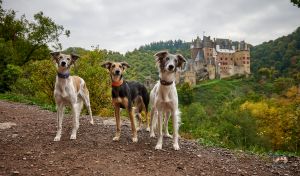 Langhaar Whippets Welpen2026