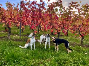 Langhaar Whippets Welpen2026