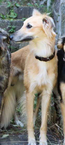 Langhaar Whippet Longhaired Whippet